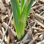 Iris reticulata Leaf