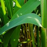 Phragmites australis Feuille