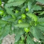 Solanum pseudocapsicum Плод