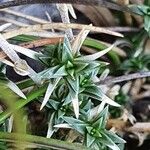 Arenaria aggregata Hoja