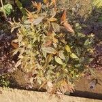 Leucothoe fontanesiana 葉