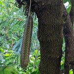 Aristolochia arborea Плід