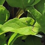 Silphium perfoliatum Yaprak