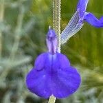 Salvia chamaedryoides Flor