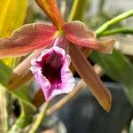 Cattleya tenebrosa Flower