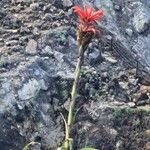 Pitcairnia bifrons Blomma