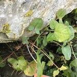 Rumex scutatus Hoja