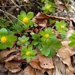 Sanicula epipactis Elinympäristö