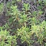 Salvia mellifera Fuelha