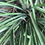 Aechmea distichantha Leaf