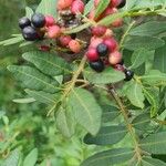 Pistacia lentiscusFlower