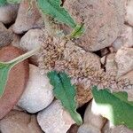 Amaranthus deflexus Flower