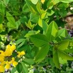 Baptisia sphaerocarpa Levél