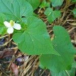 Houttuynia cordata ഇല