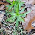 Lepidium virginicum Leaf