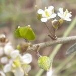 Lepidium graminifolium Плод