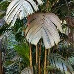 Areca vestiaria Leaf