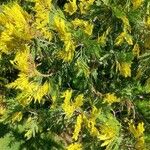 Calocedrus decurrens Leht