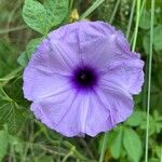 Ipomoea cairicaFlor