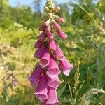 Digitalis thapsiBlodyn