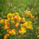 Euphorbia cyparissias Kvet