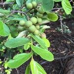 Grewia hexamita Fruit