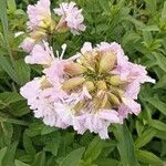 Saponaria officinalis Flower