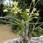 Dendrobium closterium Хабит