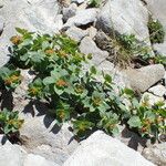Euphorbia pyrenaica Hábitos