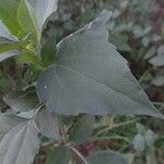 Iva annua Fuelha