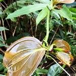 Smilax china Leaf