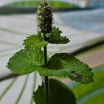 Mentha × villosa Blomst