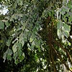 Dalbergia latifolia ഇല