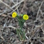 Pulicaria sicula Hábito