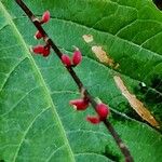 Persicaria virginiana Flor