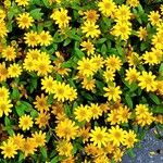 Sanvitalia procumbens Fula