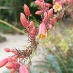 Hesperaloe parviflora Kwiat