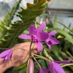 Guarianthe bowringiana Flor