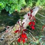 Lobelia cardinalisFlower