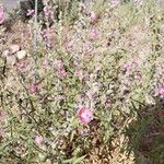 Sphaeralcea angustifolia 花