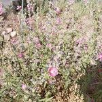 Sphaeralcea angustifolia Flor