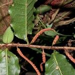 Microgramma reptans Máis