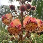 Kohleria allenii Flor