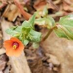 Lysimachia arvensis ফুল