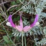 Astragalus vesicarius Kwiat