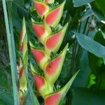 Heliconia wagneriana Frugt