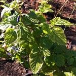 Salvia patens Leaf