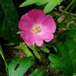 Callirhoe digitata Flower