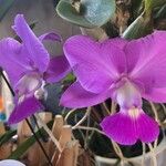 Cattleya walkeriana Blodyn