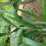 Triticum aestivum Leaf